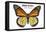 Monarch Butterfly - Specimen  - Lantern Press Artwork-Lantern Press-Framed Stretched Canvas