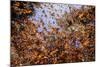 Monarch butterfly wintering from November to March in Oyamel pine forests, Mexico.-Sylvain Cordier-Mounted Photographic Print