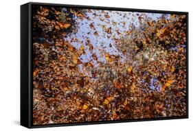 Monarch butterfly wintering from November to March in Oyamel pine forests, Mexico.-Sylvain Cordier-Framed Stretched Canvas