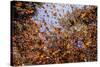 Monarch butterfly wintering from November to March in Oyamel pine forests, Mexico.-Sylvain Cordier-Stretched Canvas