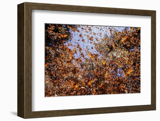 Monarch butterfly wintering from November to March in Oyamel pine forests, Mexico.-Sylvain Cordier-Framed Photographic Print