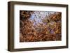 Monarch butterfly wintering from November to March in Oyamel pine forests, Mexico.-Sylvain Cordier-Framed Photographic Print