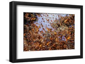 Monarch butterfly wintering from November to March in Oyamel pine forests, Mexico.-Sylvain Cordier-Framed Photographic Print