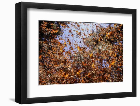 Monarch butterfly wintering from November to March in Oyamel pine forests, Mexico.-Sylvain Cordier-Framed Photographic Print