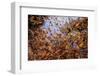 Monarch butterfly wintering from November to March in Oyamel pine forests, Mexico.-Sylvain Cordier-Framed Photographic Print