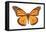 Monarch Butterfly-null-Framed Stretched Canvas