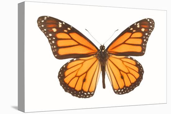 Monarch Butterfly-null-Stretched Canvas