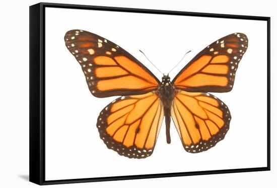 Monarch Butterfly-null-Framed Stretched Canvas