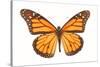 Monarch Butterfly-null-Stretched Canvas