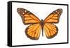 Monarch Butterfly-null-Framed Stretched Canvas