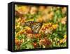 Monarch Butterfly-Gary Carter-Framed Stretched Canvas