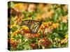 Monarch Butterfly-Gary Carter-Stretched Canvas