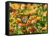 Monarch Butterfly-Gary Carter-Framed Stretched Canvas