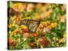 Monarch Butterfly-Gary Carter-Stretched Canvas