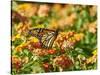 Monarch Butterfly-Gary Carter-Stretched Canvas