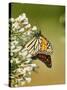 Monarch Butterfly-Gary Carter-Stretched Canvas