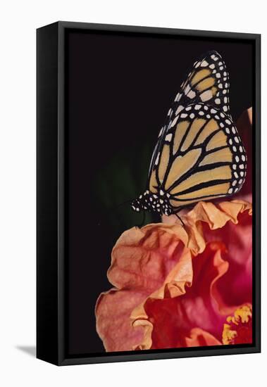 Monarch Butterfly-DLILLC-Framed Stretched Canvas