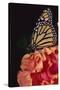 Monarch Butterfly-DLILLC-Stretched Canvas