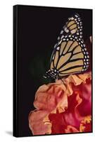Monarch Butterfly-DLILLC-Framed Stretched Canvas