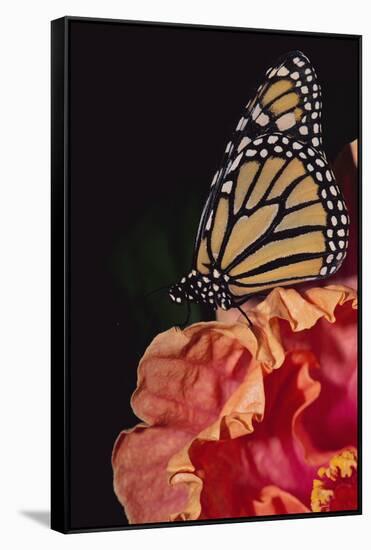 Monarch Butterfly-DLILLC-Framed Stretched Canvas