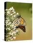Monarch Butterfly-Gary Carter-Stretched Canvas