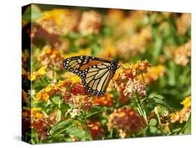 Monarch Butterfly-Gary Carter-Stretched Canvas