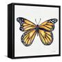 Monarch Butterfly-Cat Coquillette-Framed Stretched Canvas