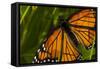 Monarch Butterfly-Gordon Semmens-Framed Stretched Canvas