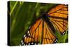 Monarch Butterfly-Gordon Semmens-Stretched Canvas