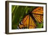 Monarch Butterfly-Gordon Semmens-Framed Premium Photographic Print