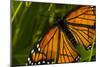 Monarch Butterfly-Gordon Semmens-Mounted Premium Photographic Print