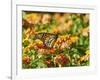 Monarch Butterfly-Gary Carter-Framed Photographic Print