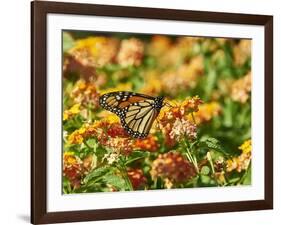 Monarch Butterfly-Gary Carter-Framed Photographic Print