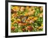 Monarch Butterfly-Gary Carter-Framed Photographic Print