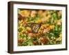 Monarch Butterfly-Gary Carter-Framed Photographic Print