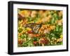 Monarch Butterfly-Gary Carter-Framed Photographic Print