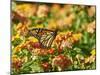 Monarch Butterfly-Gary Carter-Mounted Photographic Print