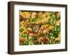 Monarch Butterfly-Gary Carter-Framed Photographic Print