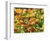 Monarch Butterfly-Gary Carter-Framed Photographic Print