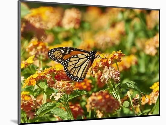 Monarch Butterfly-Gary Carter-Mounted Photographic Print