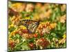 Monarch Butterfly-Gary Carter-Mounted Photographic Print