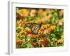 Monarch Butterfly-Gary Carter-Framed Photographic Print