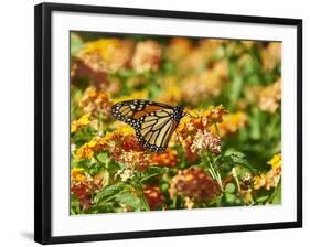 Monarch Butterfly-Gary Carter-Framed Photographic Print