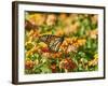 Monarch Butterfly-Gary Carter-Framed Photographic Print