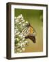 Monarch Butterfly-Gary Carter-Framed Photographic Print