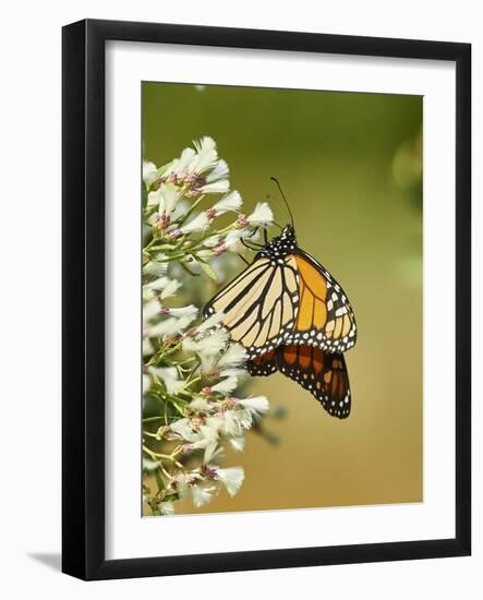 Monarch Butterfly-Gary Carter-Framed Photographic Print