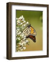 Monarch Butterfly-Gary Carter-Framed Photographic Print