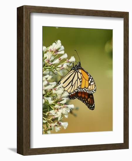 Monarch Butterfly-Gary Carter-Framed Photographic Print