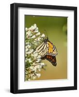 Monarch Butterfly-Gary Carter-Framed Photographic Print