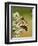 Monarch Butterfly-Gary Carter-Framed Photographic Print